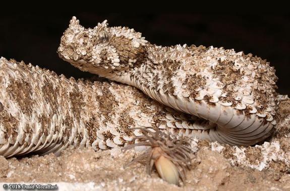 A spider tailed horned viper is shown.