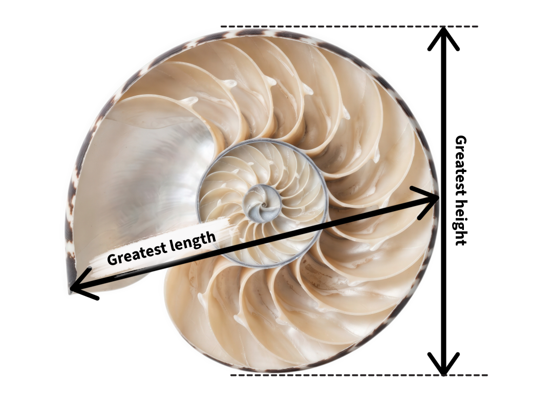 Cross section of a chambered nautilus shell with arrows showing how to measure its greatest horizontal length and greatest vertical height.