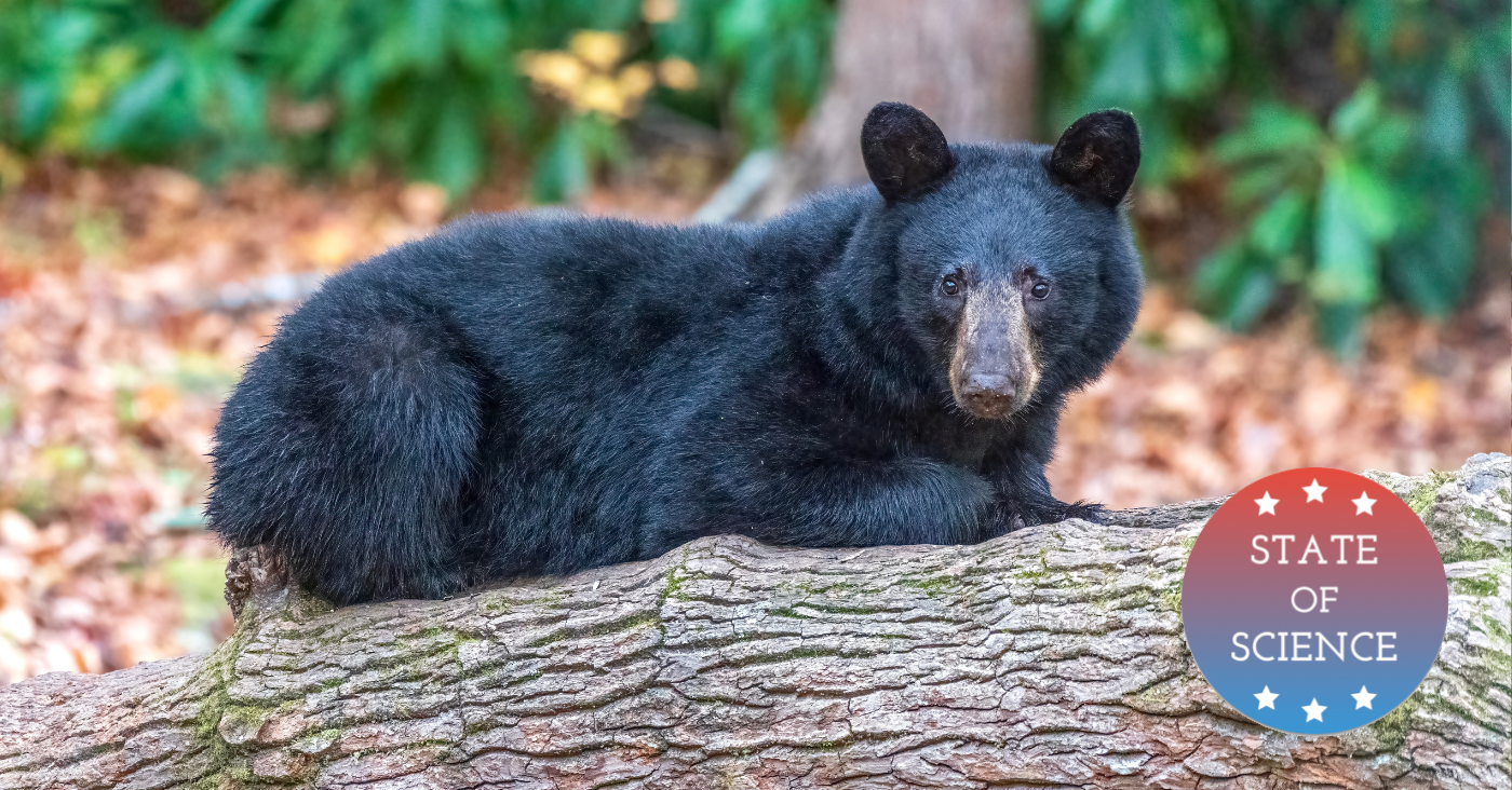 Black bears are moving into the neighborhood. How do we coexist?