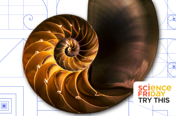 Cross section of a chambered nautilus shell showing its golden-brown spiral chambers, overlaid on blue geometric diagrams of rectangles and spirals.