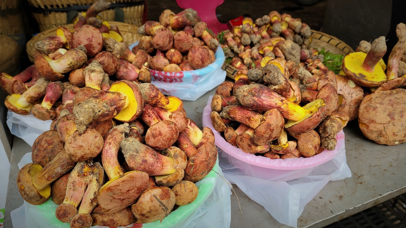 Various piles of yellow mushrooms sit on a table.