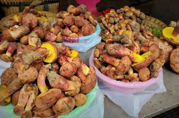 Various piles of yellow mushrooms sit on a table.