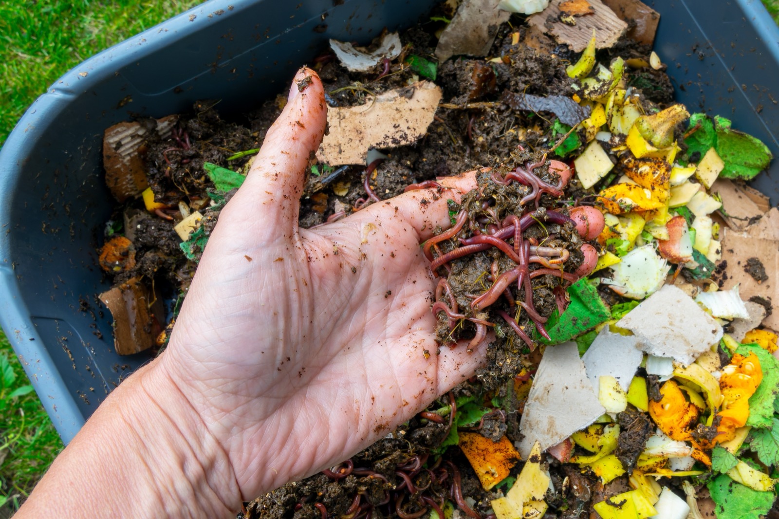 A person holds red earthworms in their hand above a bin of cardboard, soil, and food scraps.