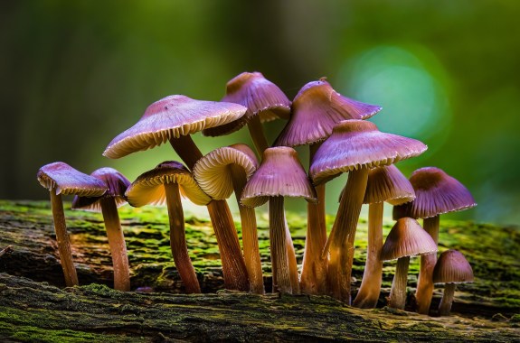 A selective focus shot of a cluster of purple mushrooms growing on bark