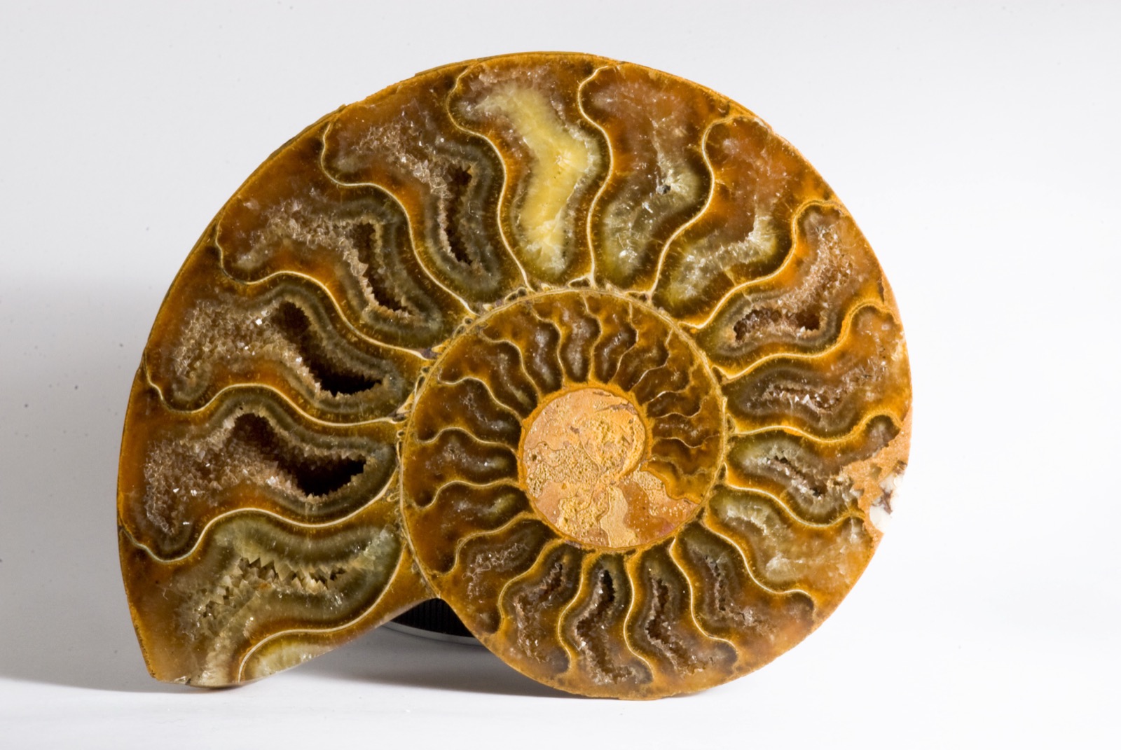A section through a fossil Ammonite from the Jurassic.