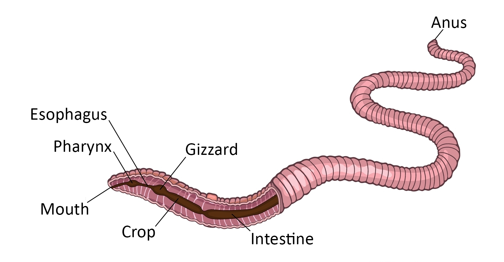The anatomy of a worm with labels indicating where (from front to back) the mouth, pharynx, esophagus, gizzard, crop, intestine, and anus are.
