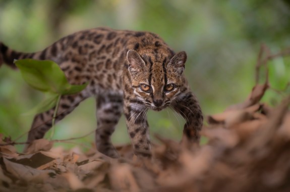 A tiny cat walks through the forest.