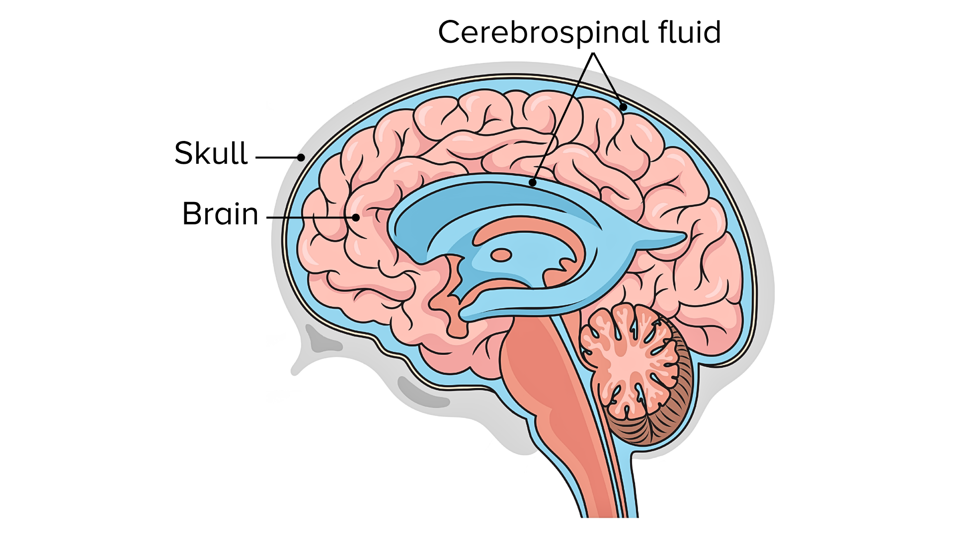 Cross-section diagram of the human brain labeling the skull, brain, and cerebrospinal fluid, shown in blue cushioning and filling cavities around and inside the brain.