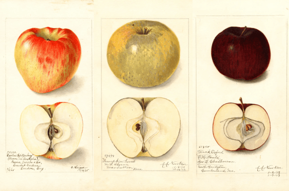 Three sets of drawings of apples shown whole and cut open.