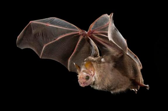 When, and where, did bats first take to the sky?