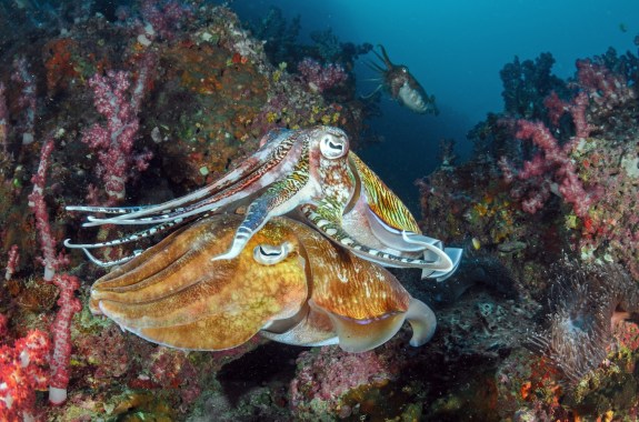 The punk rock life of cephalopods