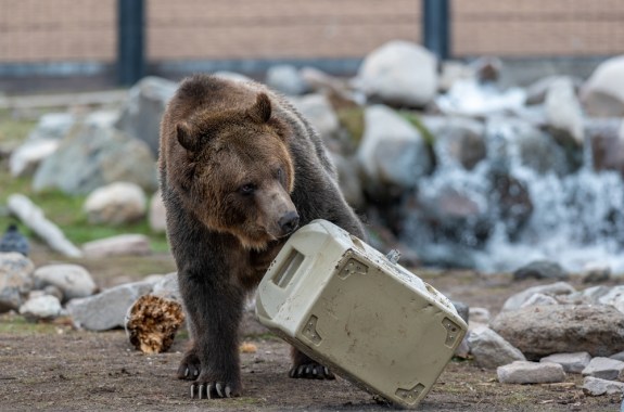 a large brown bear paws at a heavy-duty cooler as it tips over