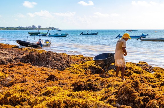 Workers cleaning the beach with wheelbarrow pitchfork Garden Rake Leaf Broom and a lot of very disgusting red seaweed sargazo at tropical Playa del Carmen.