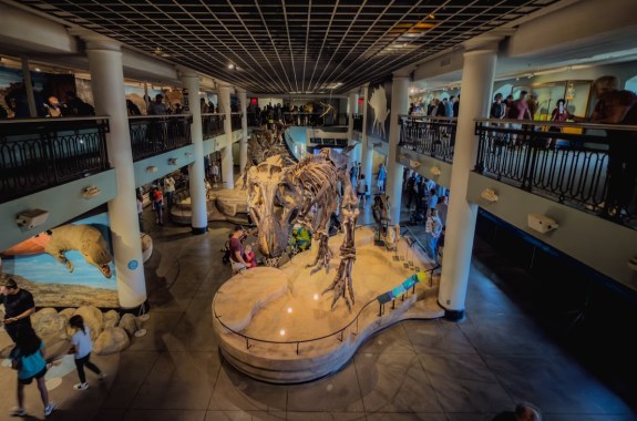 A photo of the dinosaur fossil inside the main hall of the museum.